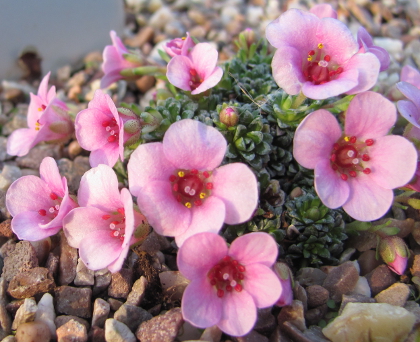 Saxifraga 'Delia' (x hornibrookii)